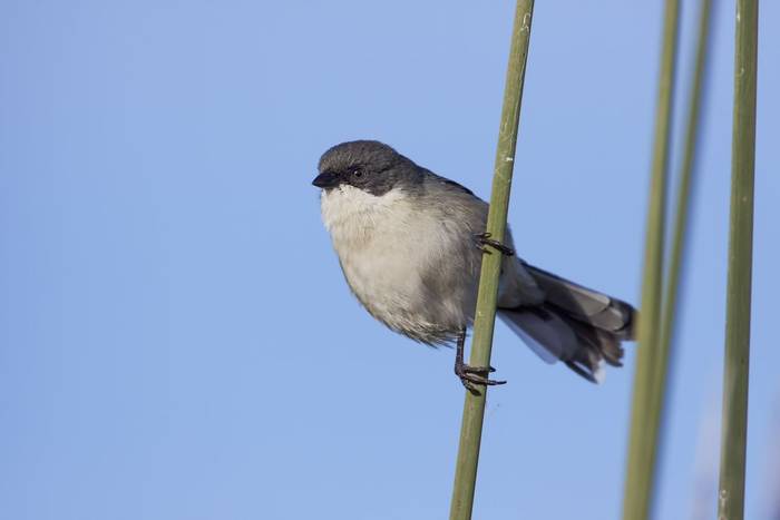 Black-capped Warbling-finch, Paraguay shutterstock_406026082.jpg