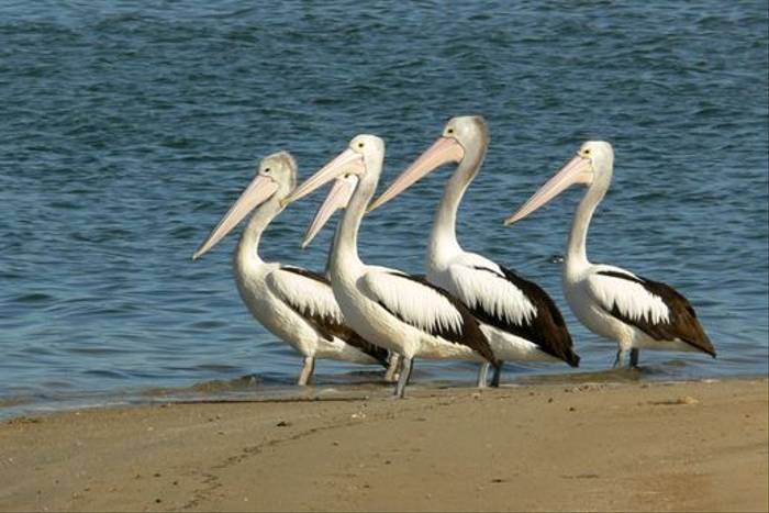 Australian Pelicans at Alfred Cove, Perth (Peter Taylor)