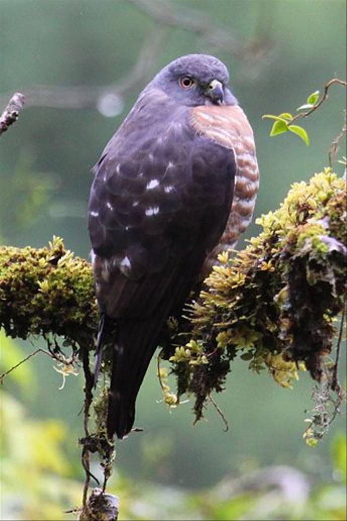 Double-toothed Kite, Costa Rica (Reagan Smith)
