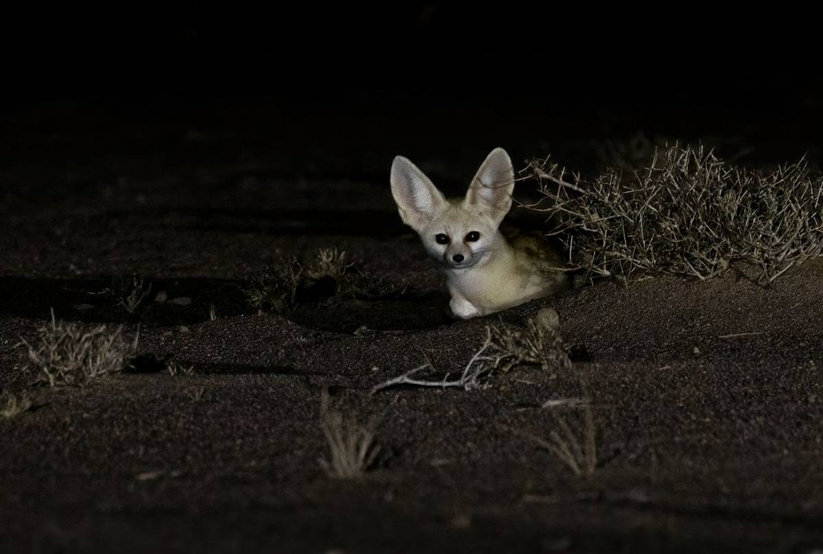 Fennec Fox © Javier Elorriaga, February 2025