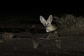 Fennec Fox © Javier Elorriaga, February 2025