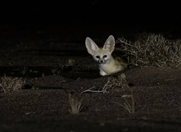 Western Sahara's Desert Wildlife