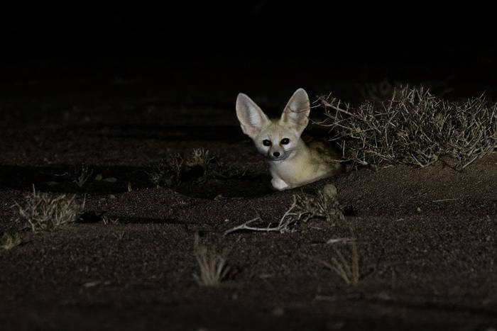 Fennec Fox © Javier Elorriaga, February 2025