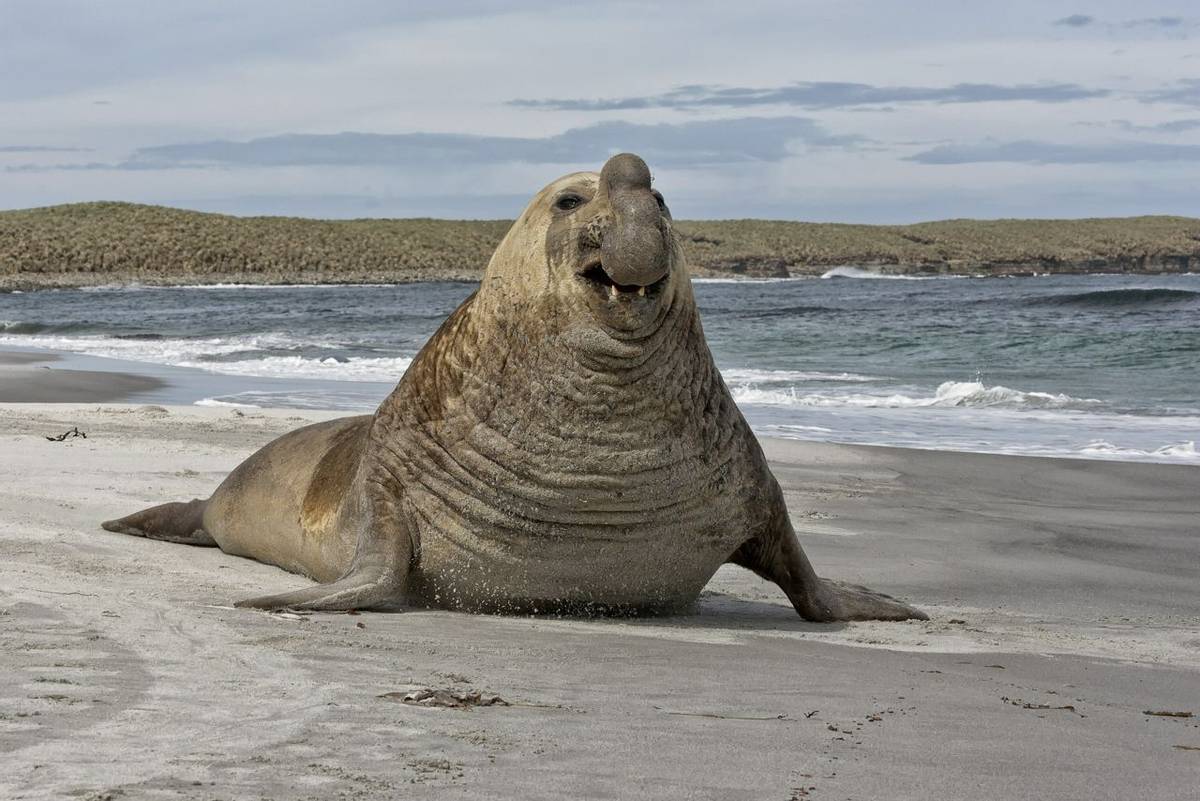 Southern Elephant Seal, Falklands shutterstock_168582671.jpg