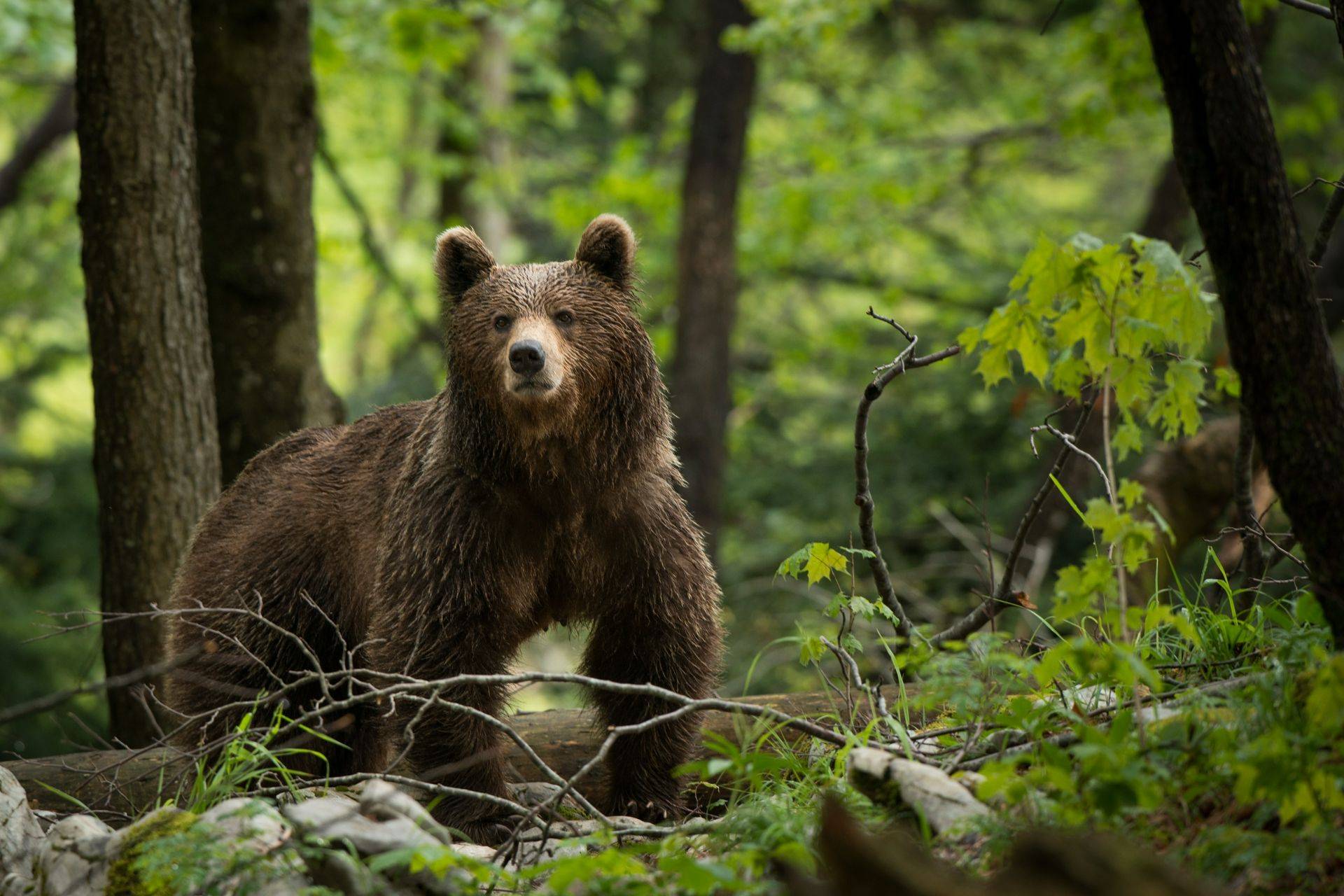 European Brown Bear Alpha Male In Karst Forest, Slovenia Spiral