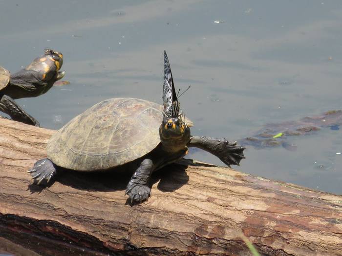 Side-necked Turtle