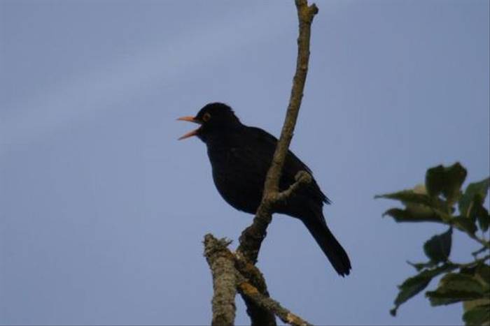 Blackbird (Ed Drewitt)