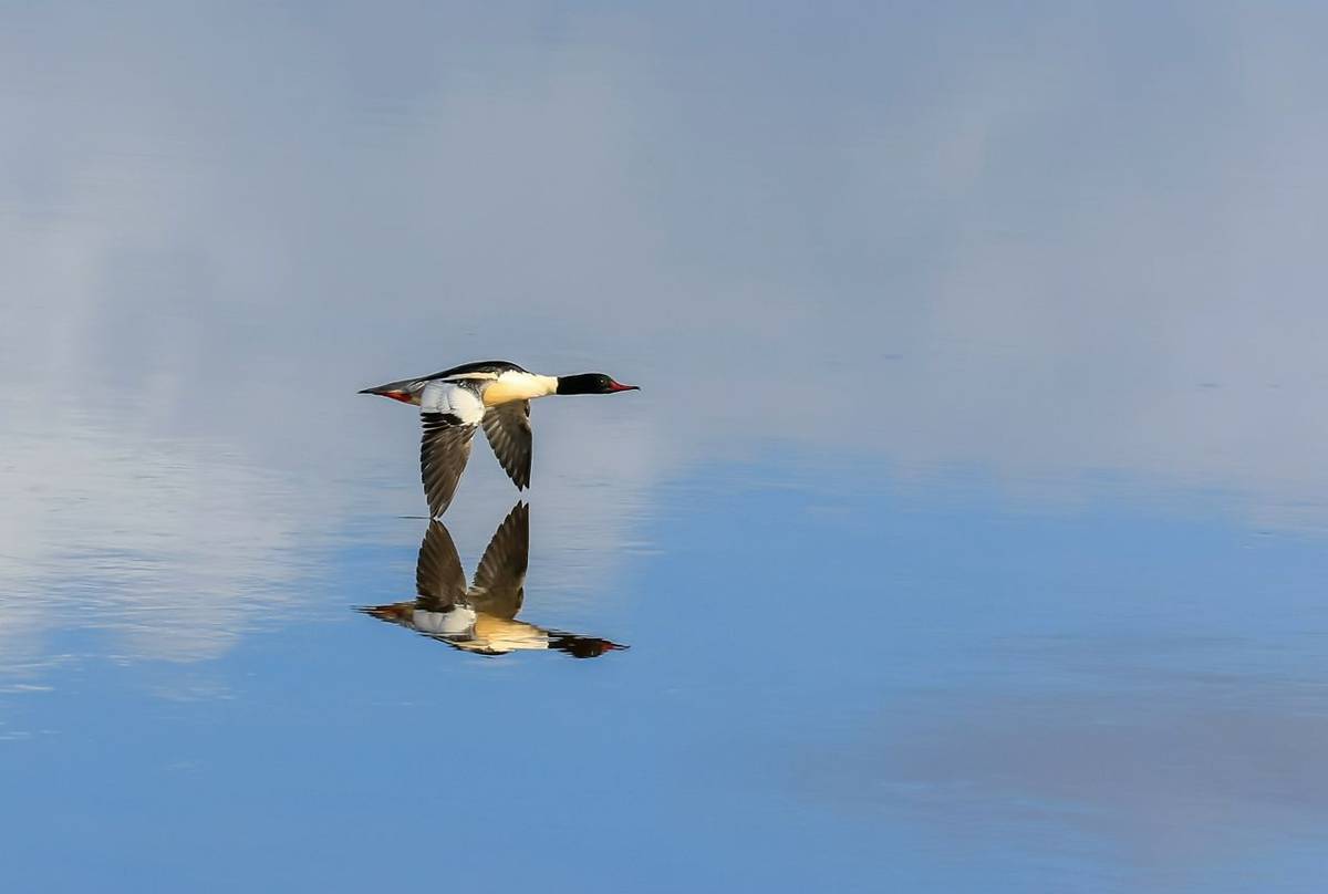 Goosander shutterstock_1033504633.jpg