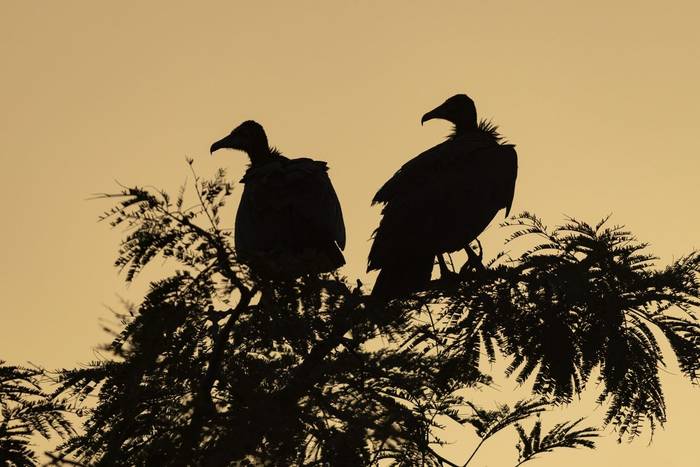 hooded vulture_3R52881.jpg