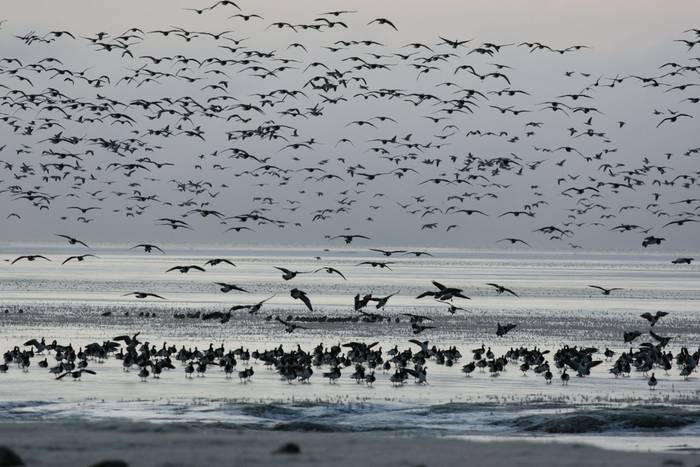 Barnacle Geese. shutterstock_148916678.jpg