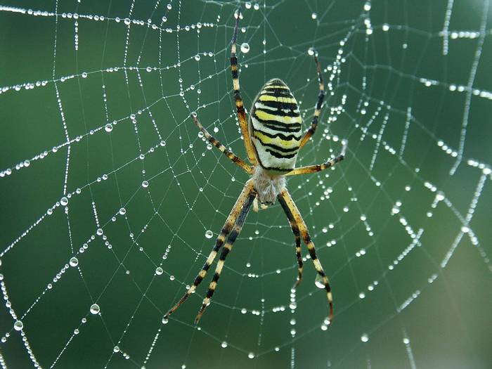 Wasp Spider