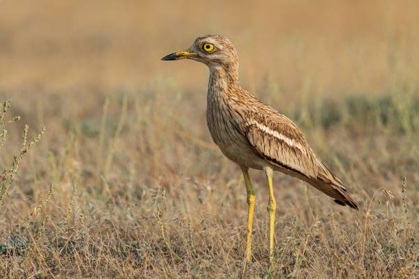 Stone Curlew