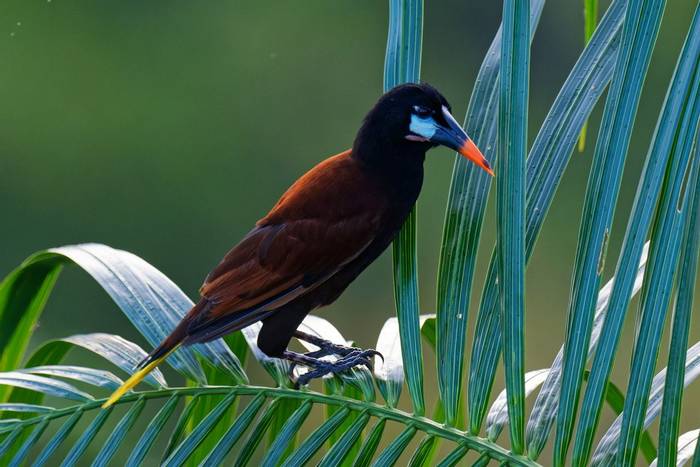 Montezuma oropendola (Uwe Speck).jpg