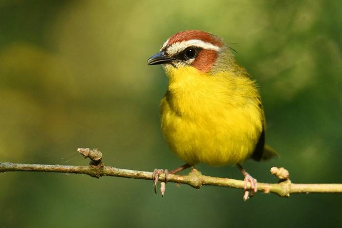 Rufous-capped Warbler, Mexico shutterstock_1392416657.jpg