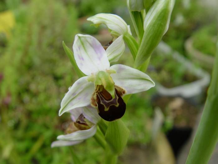 Ophrys apifira © Mr R. Ouni