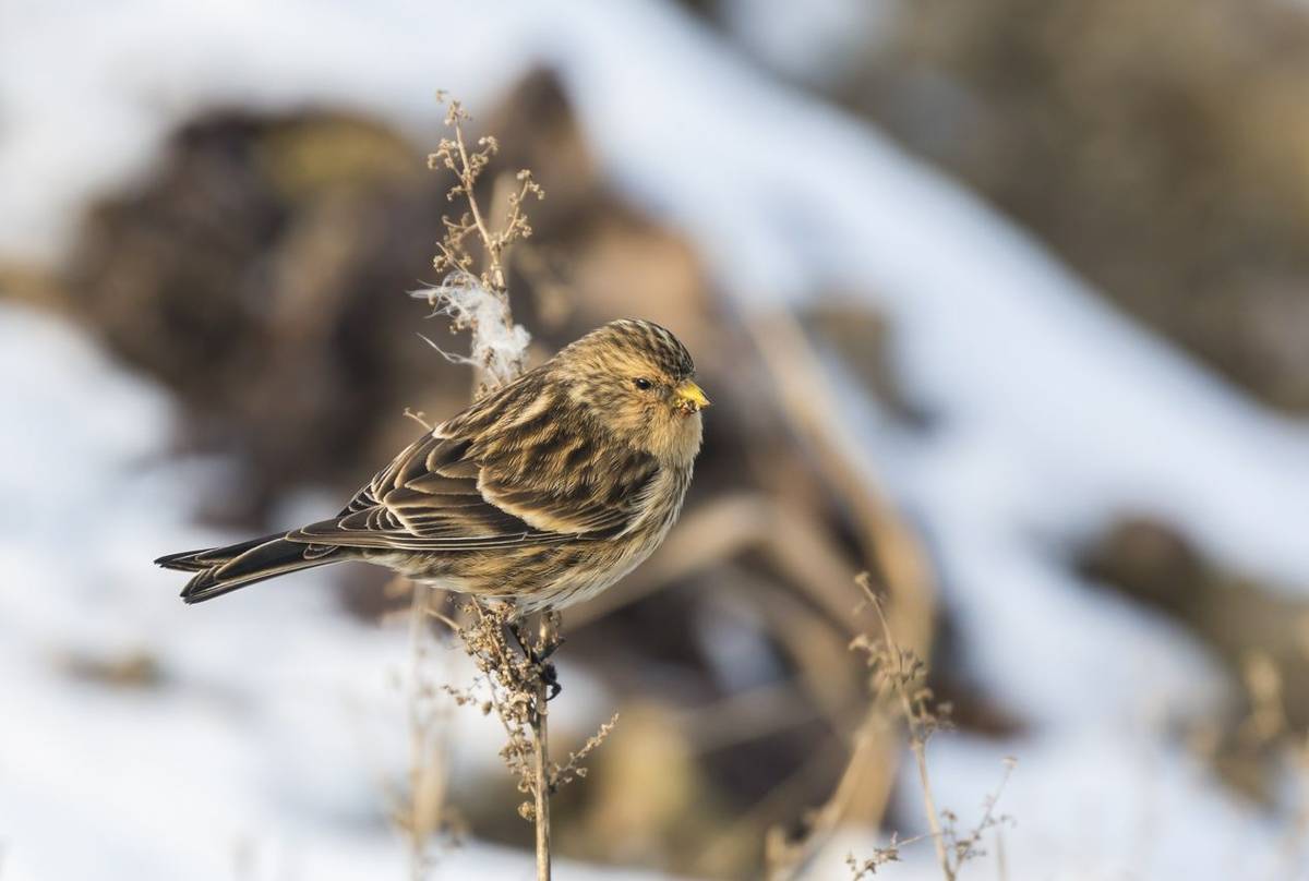 Twite shutterstock_578573500.jpg