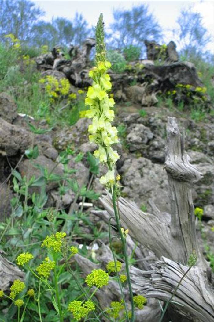 Linaria heterphylla (Paul Harmes)