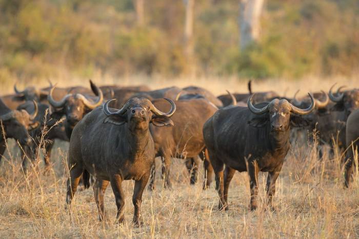 African Buffalo shutterstock_214593367.jpg