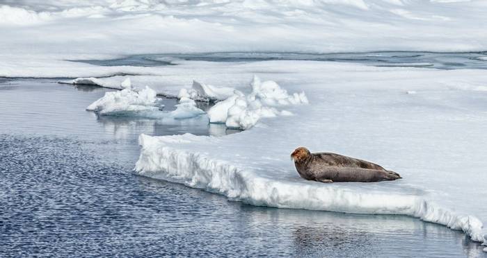 Bearded Seal