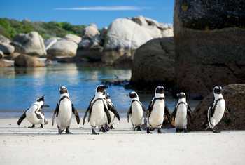 African Penguins, Boulders Beach Shutterstock 149573036