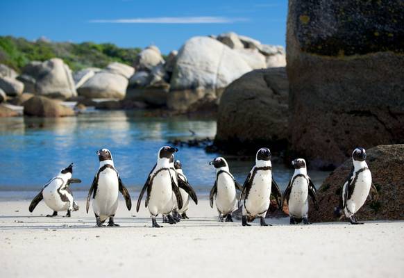 African Penguins, Boulders Beach Shutterstock 149573036