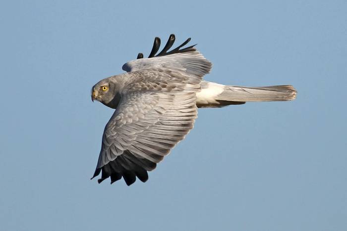 Hen Harrier