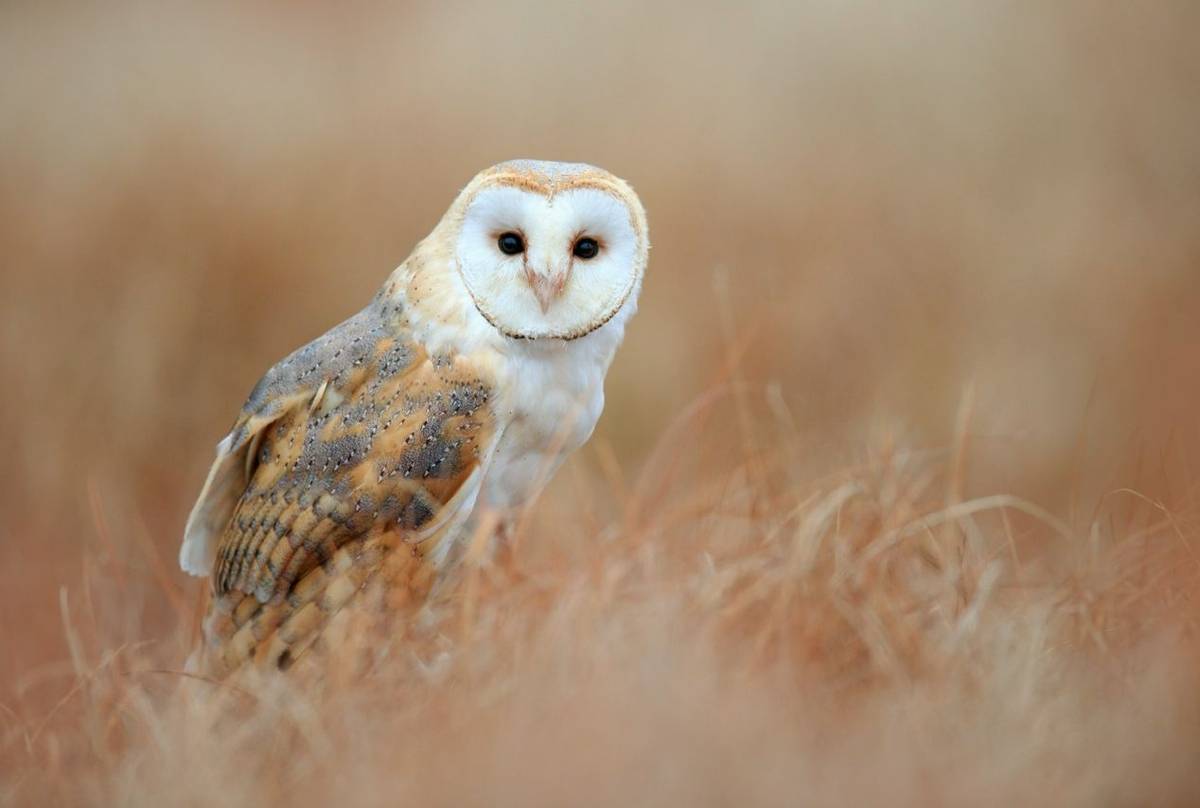 Barn Owl, UK shutterstock_494944489.jpg