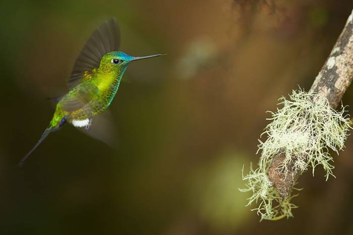 Sapphire-vented Puffleg, Ecuador shutterstock_353602445.jpg