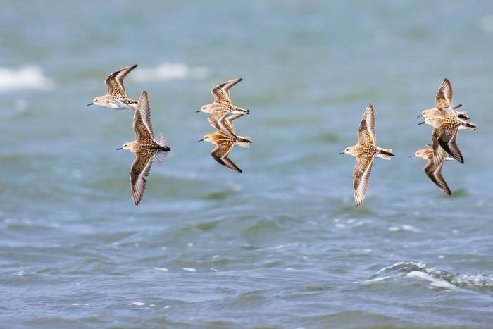 Temminck's Stint, Sicily shutterstock_2742525783.jpg