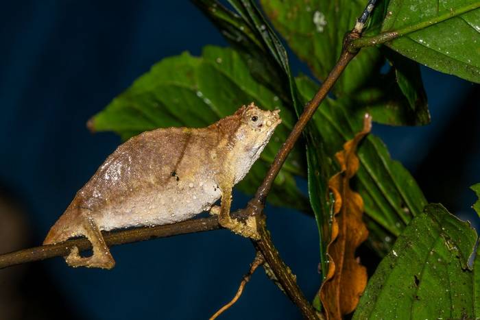 Boulenger's Pygmy-Chameleon © Carole and David Clarke, February 2026 tour
