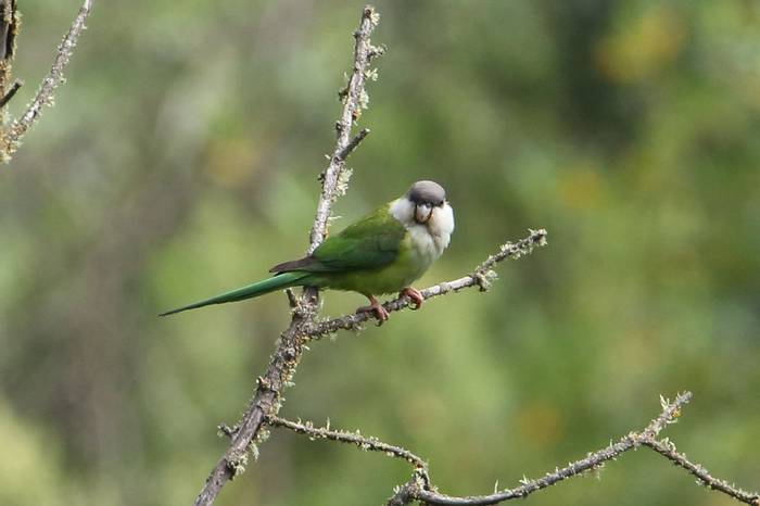 Gray-hooded Parakeet