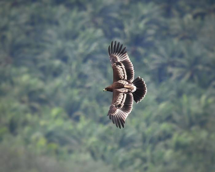 Greater Spotted Eagle