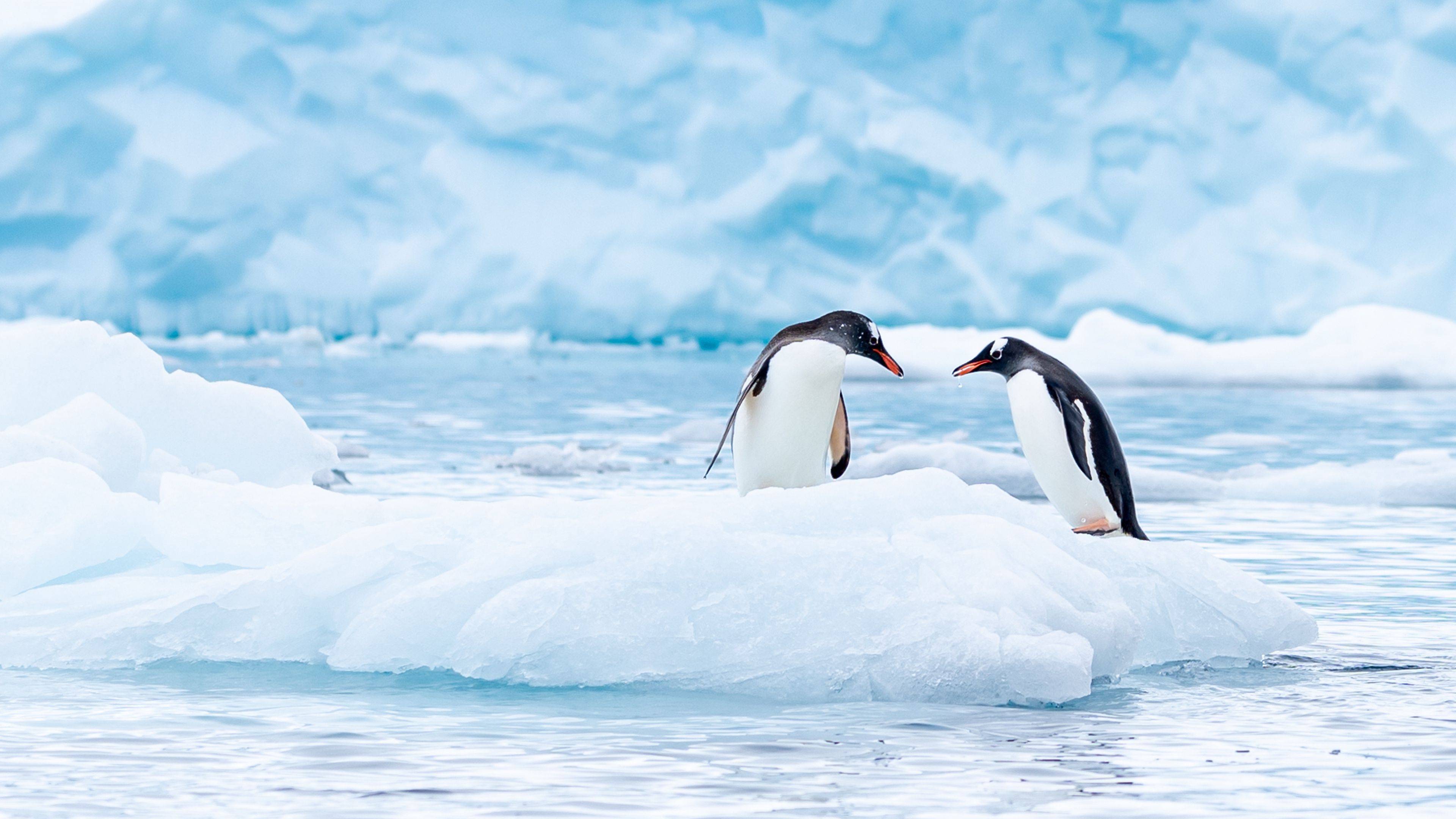 Wildlife cruises to the most spectacular regions on Earth
