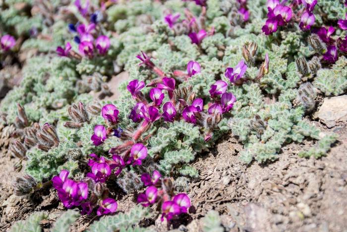 Astragalus purshii, Kyrgyzstan shutterstock_1139041064.jpg