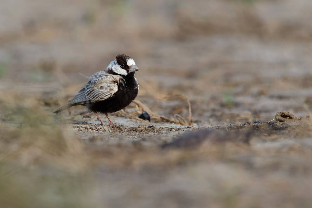 Black-crowned Sparrow-Lark