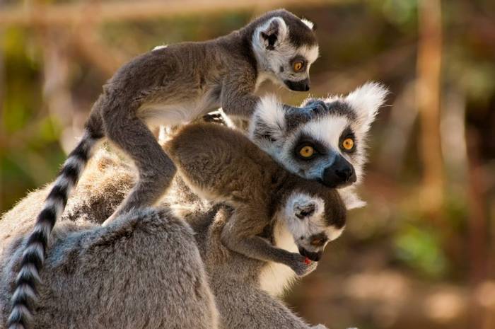Ring-tailed Lemurs, Madagascar (Eric Gevaert).jpg