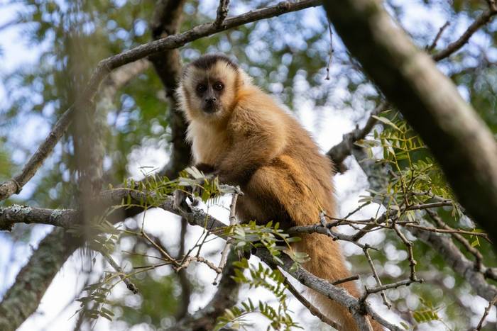 Hooded Capuchin © James Warren, May 2026 (4).jpg