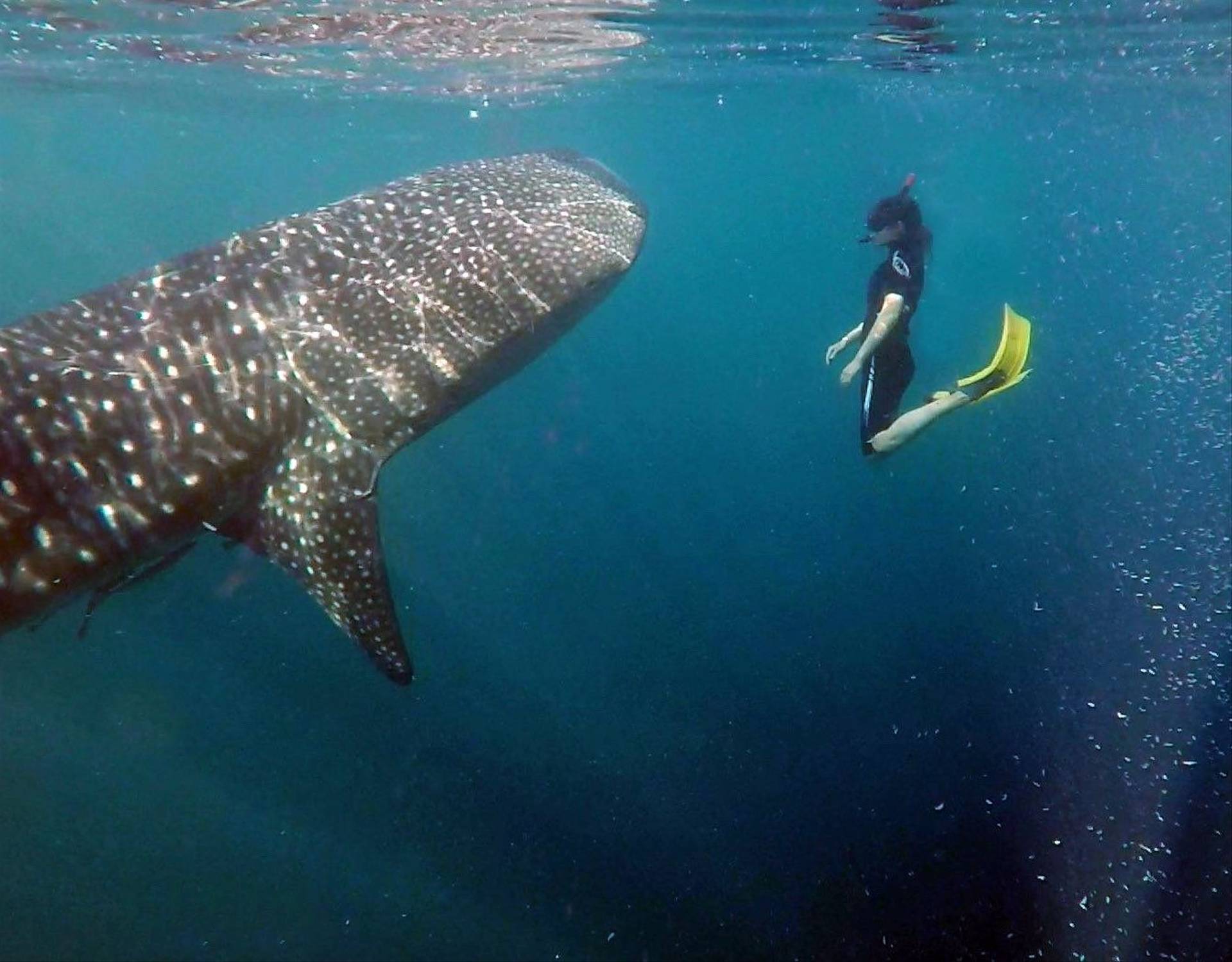 Whale Shark with tour leader, Sara Frost, Indonesia Image