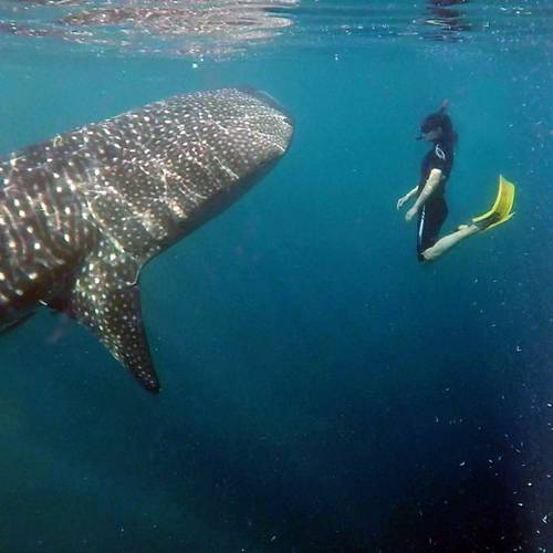 Whale Shark
