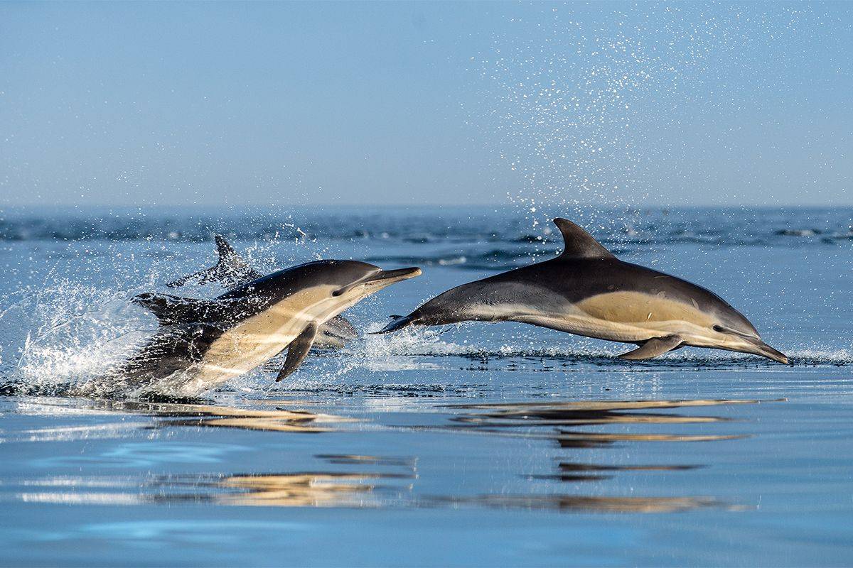 Long-beaked Common Dolphins, Galapagos