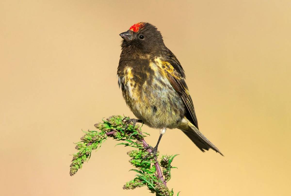 Red-fronted Serin, Armenia