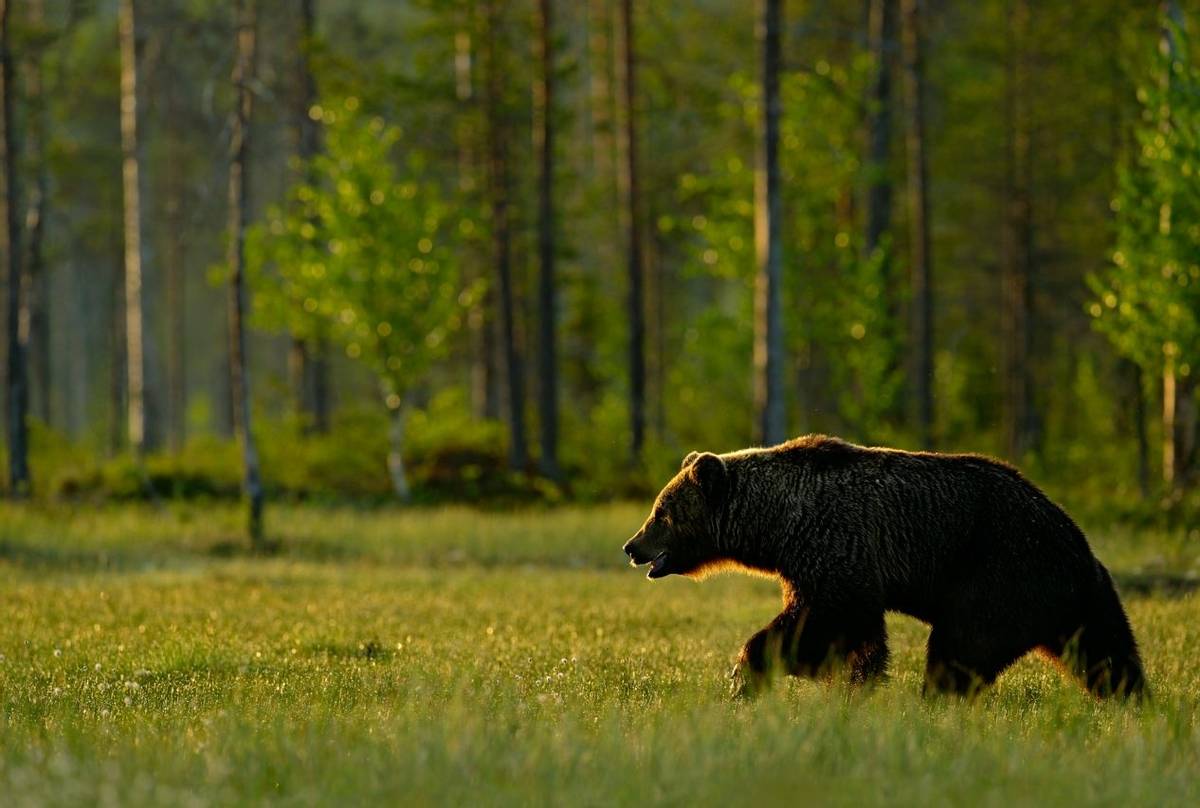 Brown Bear, Sweden Shutterstock 456885763