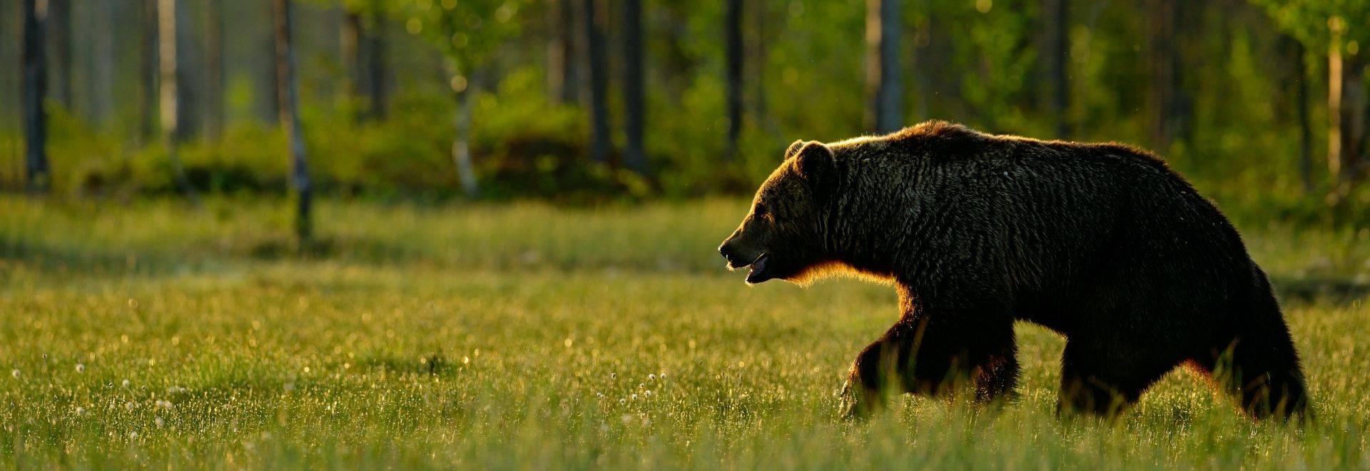 Wildlife Holidays in Sweden - Naturetrek