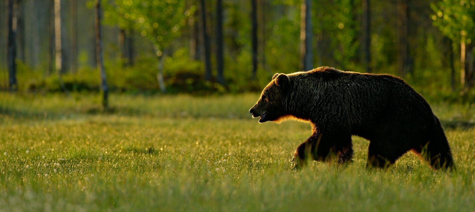 Sweden's Bears - Naturetrek