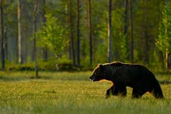 Brown Bear, Sweden Shutterstock 456885763