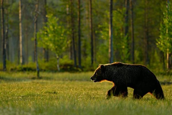 Brown Bear, Sweden Shutterstock 456885763