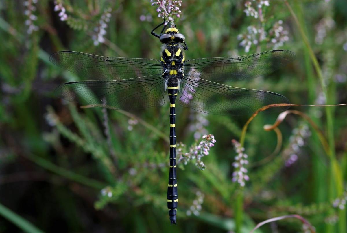 Golden-ringed Dragonfly (Matt Eade).JPG