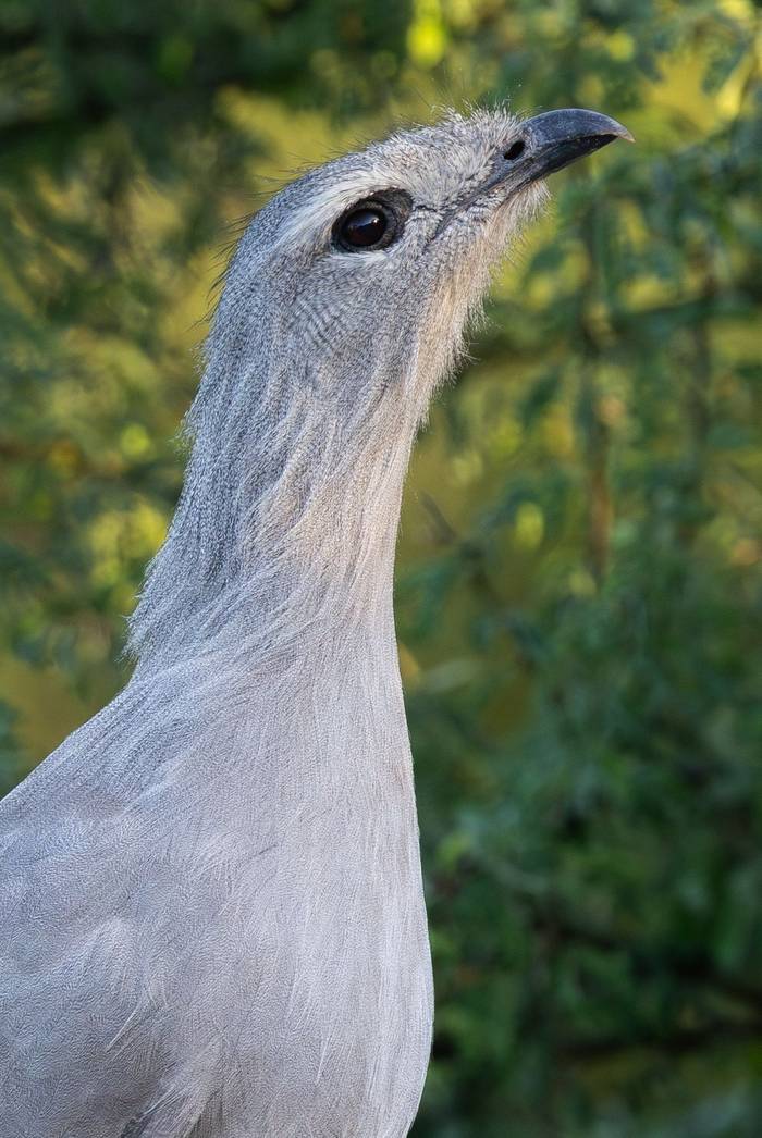 Black-legged Seriema © James Warren, May 2026 (2).jpg