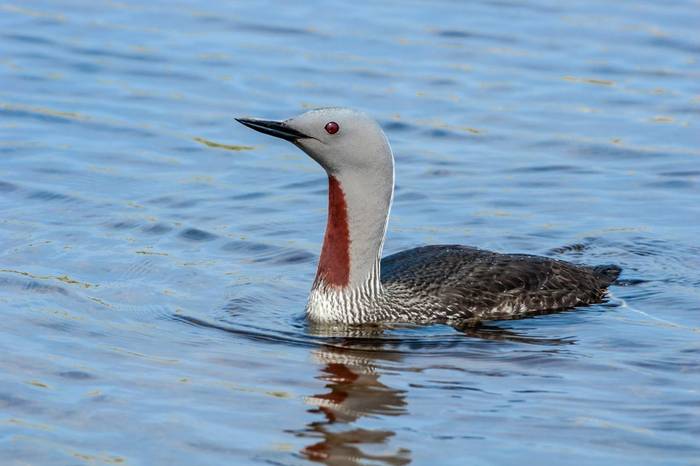 Red-throated Diver