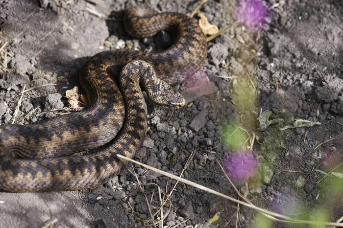 Adder (Female), Josh Phangurha
